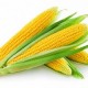 Насіння кукурудзи