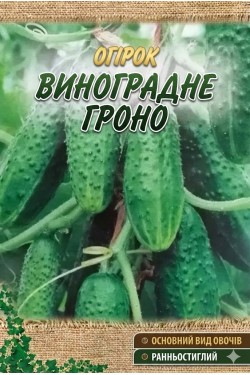 ВИНОГРАДНАЯ ГРОЗДЬ F1