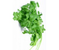 САЛАТ КИНЗА (кориандр)