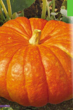 СТОФУНТОВАЯ